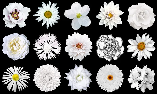 Blanda collage av anbud vita blommor 15 i 1: pion, dahlia, rosor, lin blomma, pelargonium, gerbera, krysantemum, blåklint och daisy blomma isolerade på svart — Stockfoto