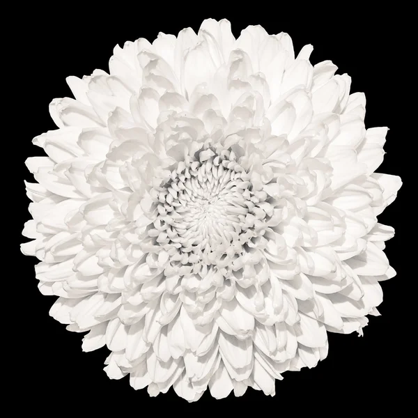 Przetargu Biała Chryzantema (złoty stokrotka) kwiat makro na czarnym tle — Zdjęcie stockowe