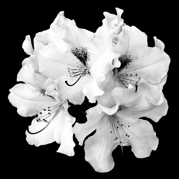 Bush tender vit pelargonium blommor isolerade på svart — Stockfoto