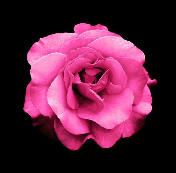 Surreal dark chrome pink rose flower macro isolated on black