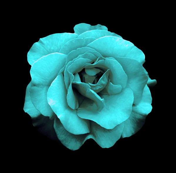 블랙에 고립 된 초현실적인 어두운 크롬 터키석 장미 꽃 매크로 — 스톡 사진