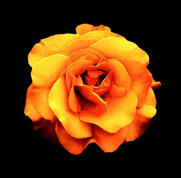 Surreal escuro cromo amarelo e laranja rosa flor macro isolado no preto — Fotografia de Stock