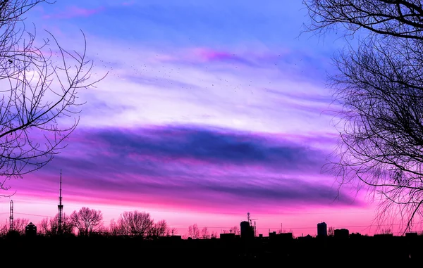 Silueta paisaje urbano y ramas de árboles sobre hermoso fondo púrpura puesta de sol alto contraste — Foto de Stock