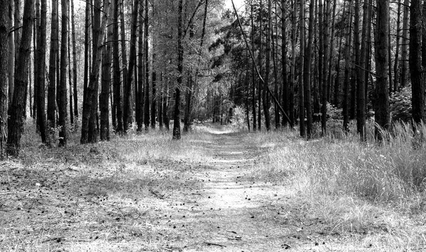 Caminho do beco no fundo da floresta de pinheiros preto e branco — Fotografia de Stock