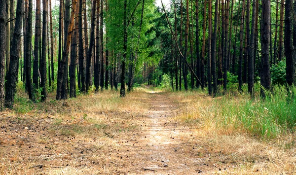 Sokak patika çam ormanı parlak arka planda