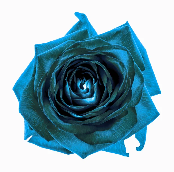 Сюрреалистичный темно-синий макро цветок розы, выделенный на белом — стоковое фото