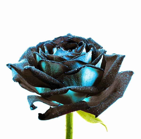 Surreal dark chrome wet retro rose macro isolated on white — Stock Photo, Image