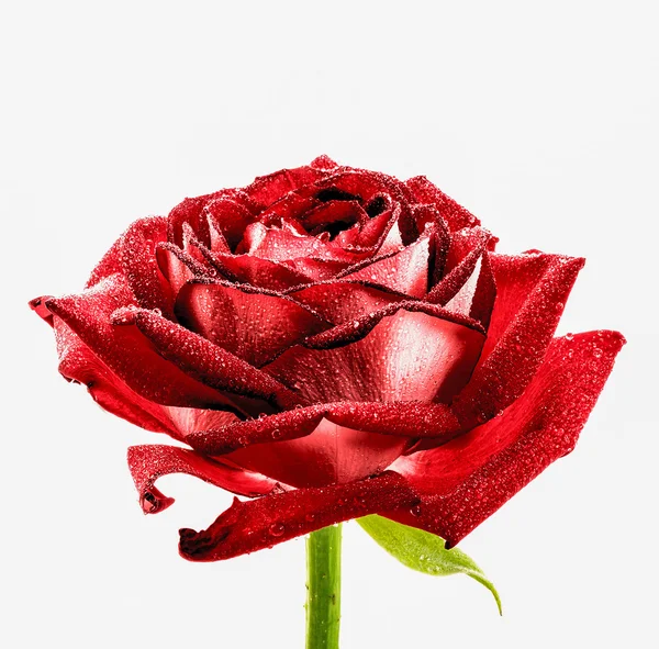 Сюрреалистичная темно-хромированная красная роза макрос изолирован на белом — стоковое фото