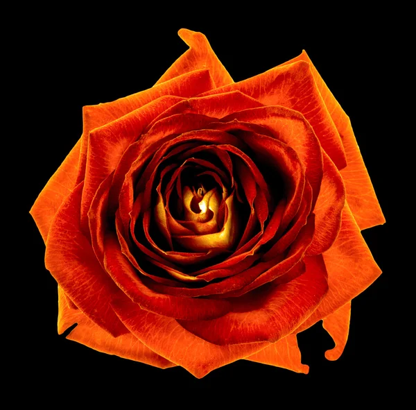 Surrealistyczne chrom ciemny pomarańczowy róża kwiat makro na białym na czarnym tle — Zdjęcie stockowe
