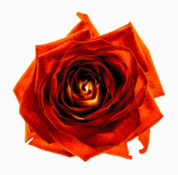 Surrealistiska mörka chrome orange ros blomma makro isolerad på vit — Stockfoto