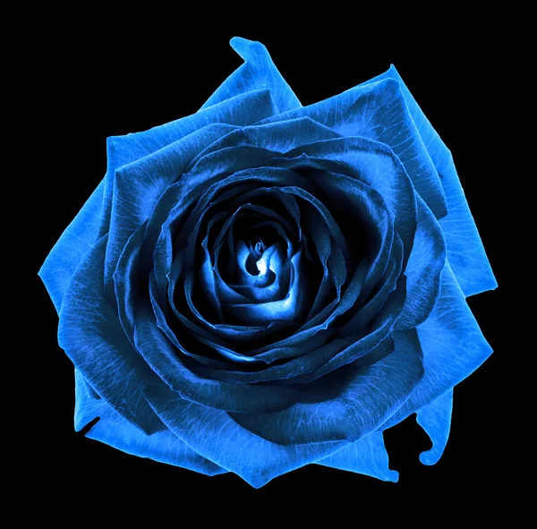 Surréaliste bleu chrome foncé fleur macro rose isolé sur noir — Photo
