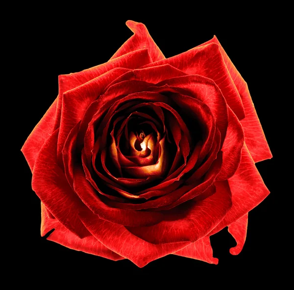 Surrealistiska mörka chrome cyan ros blomma makro isolerade på svart — Stockfoto
