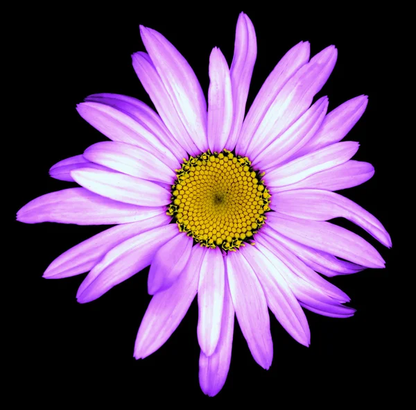 Surreal escuro cromo roxo e branco flor margarida macro isolado em preto — Fotografia de Stock