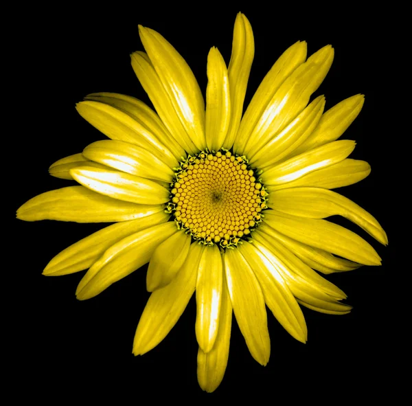 Siyah izole gerçeküstü koyu krom altın papatya çiçek makro — Stok fotoğraf