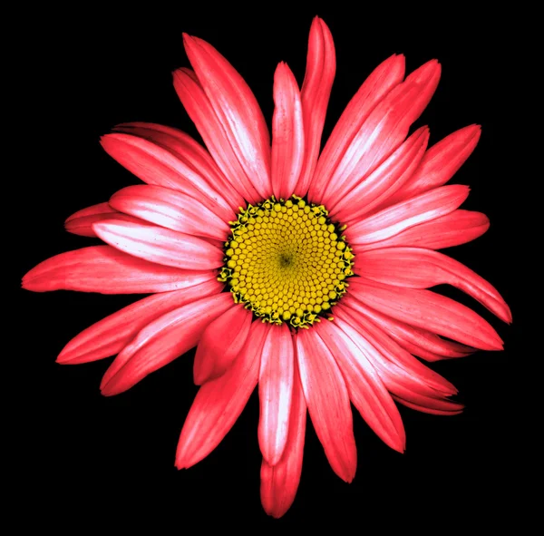 Сюрреалістичний темно-хромова кислота червона ромашкова квітка макро ізольовані на чорному — стокове фото
