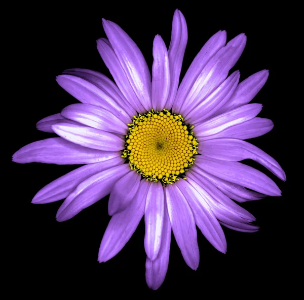 Surreal escuro cromo violeta margarida flor macro isolado em preto — Fotografia de Stock