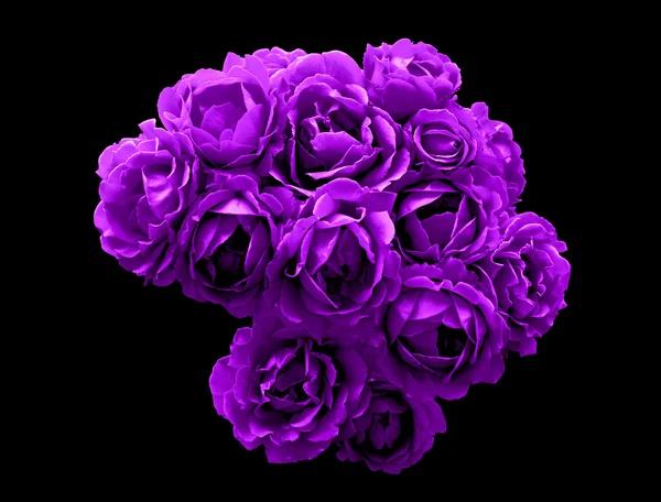 Surreal dark chrome bush of violet rose flowers macro isolated on black — Stock Photo, Image