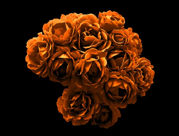 Surreal dark chrome bush of orange rose flowers macro isolated on black — Stock Photo, Image