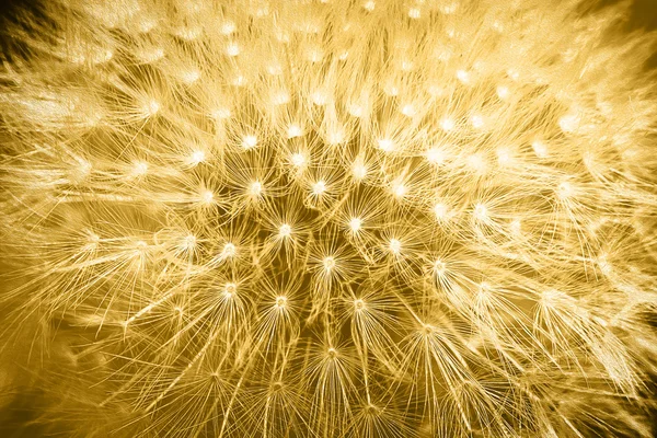 Przetargu miękkie kolory złota stylizowany kwiat mniszek makro tło — Zdjęcie stockowe