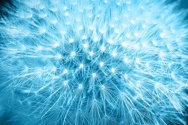 Tender soft colors blue styled dandelion flower macro background