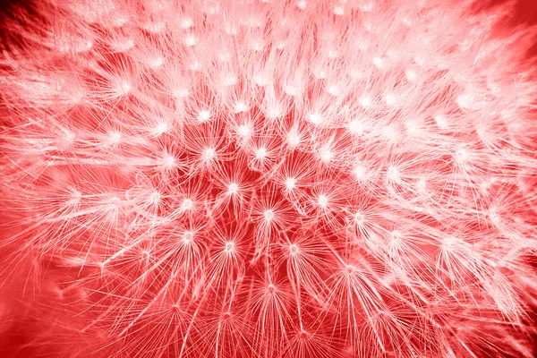 Yumuşak yumuşak renkler kırmızı karahindiba çiçek makro arka plan tarz — Stok fotoğraf