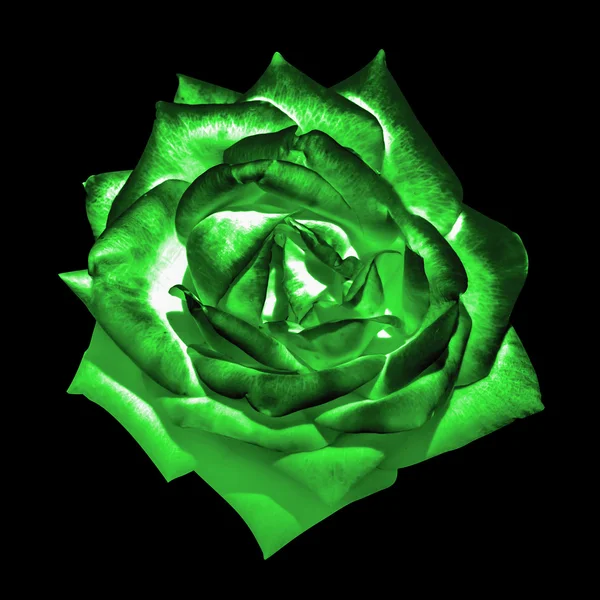 Surréaliste vert chrome foncé fleur rose tendre macro isolé sur noir — Photo