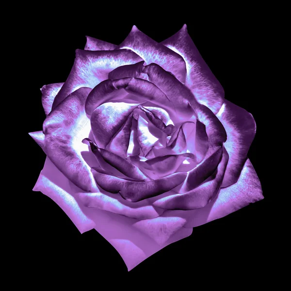 Surreal escuro cromo violeta concurso rosa flor macro isolado em preto — Fotografia de Stock