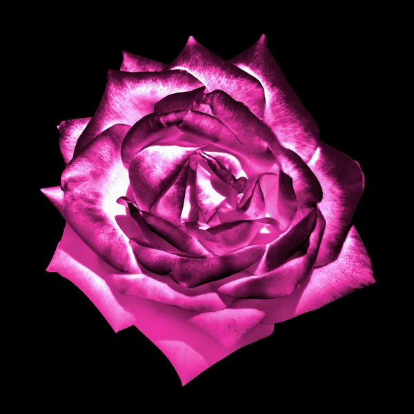 Surrealistiska mörk krom rosa tender rose blomma makro isolerade på svart — Stockfoto