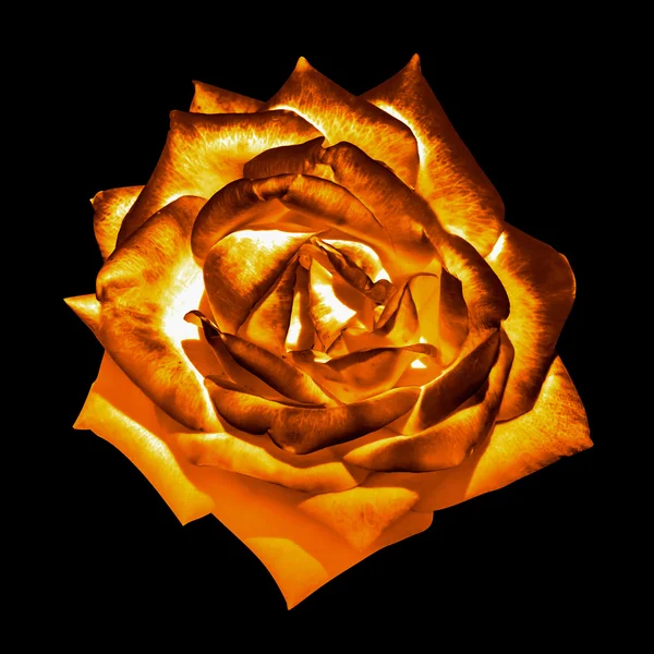 Surreal dark chrome orange tender rose flower macro isolated on black — Stock Photo, Image