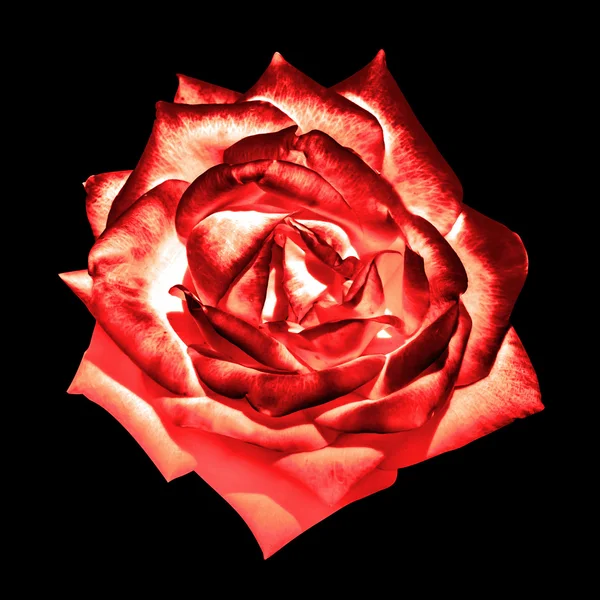 Surreal dark chrome cream red ender rose flower macro isolated on black — Stock Photo, Image