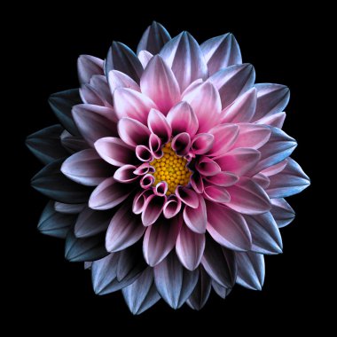 Siyah üzerine pembe ve mor çiçek dahlia makro izole gerçeküstü koyu krom