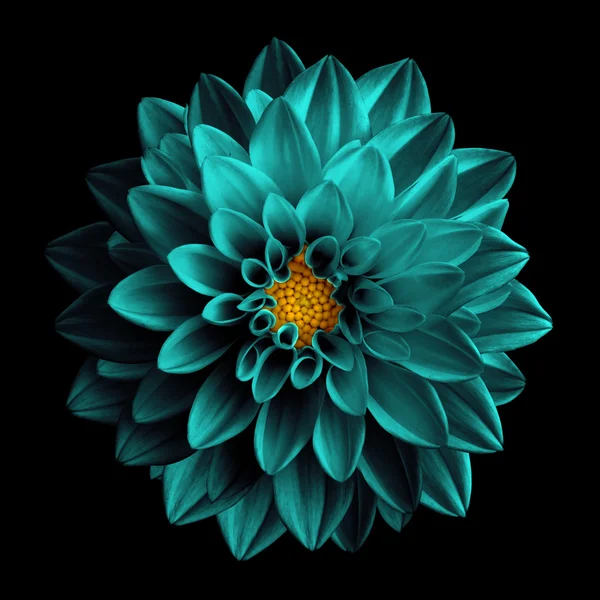 Surreal escuro cromado turquesa flor dahlia macro isolado em preto — Fotografia de Stock