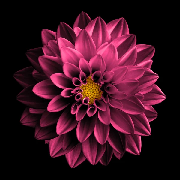 Surreal escuro cromo retro rosa flor dahlia macro isolado em preto — Fotografia de Stock