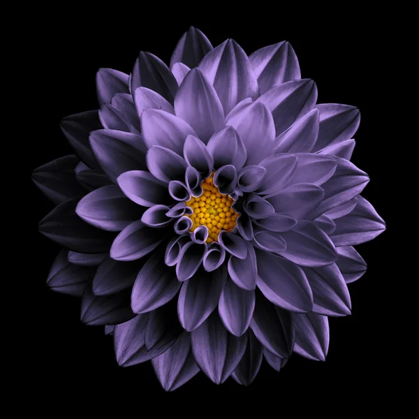 Surreal escuro cromo retro violeta flor dália macro isolado em preto — Fotografia de Stock