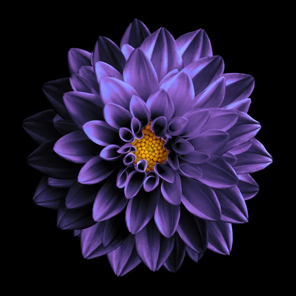 Surreal escuro cromo violeta flor dália macro isolado em preto — Fotografia de Stock