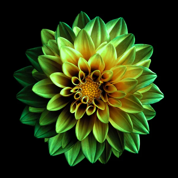 Surreal dark chrome green and yellow flower dahlia macro isolated on black