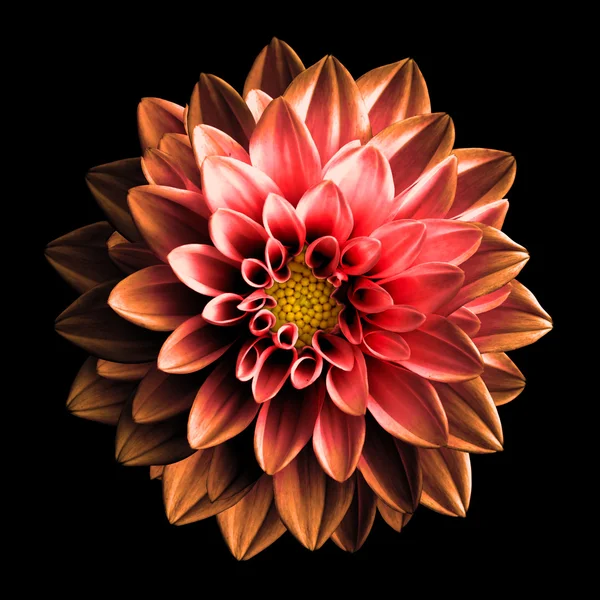 Сюрреалістичний темно-хромований червоний і помаранчевий квітка далія макро ізольовані на чорному — стокове фото