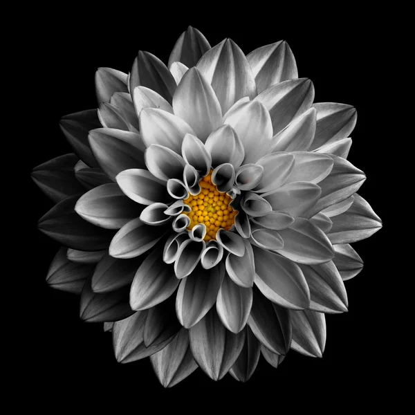 Szürreális sötét króm szürke virág dahlia makró elszigetelt fekete — Stock Fotó