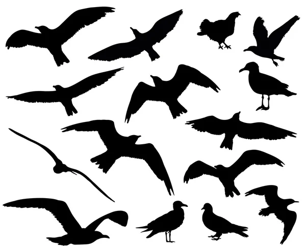 Conjunto de siluetas de aves 15 en 1 sobre fondo blanco. Ilustración vectorial — Archivo Imágenes Vectoriales