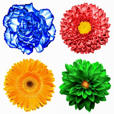 4 in 1 çiçek kümesi: kırmızı krizantem, turuncu gerbera, mavi karanfil ve kırmızı krizantem izole üzerinde beyaz çiçek