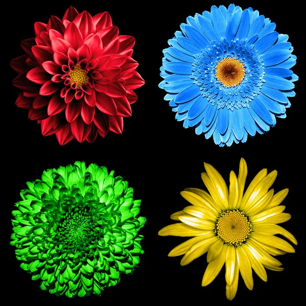 Lot de 4 fleurs surréalistes en 1 : chrysanthème vert, gerbera bleue, dahila rouge et fleur de marguerite jaune isolée sur fond noir — Photo