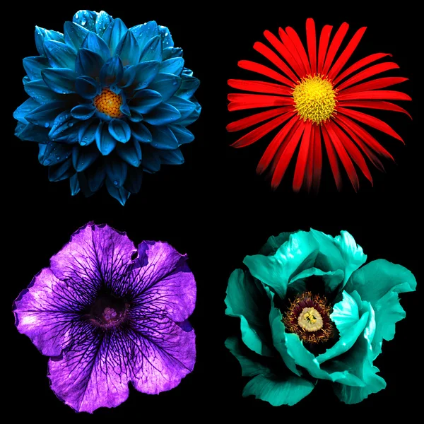 Conjunto de 4 em 1 flores surreais: crisântemo vermelho, Althea violeta, dahila azul e peônia ciano isolado em preto — Fotografia de Stock