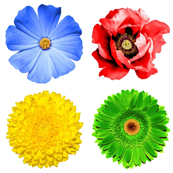 Lot de 4 fleurs en 1 : chrysanthème jaune, gerbera verte, primula bleue et fleur de pavot rouge isolée sur blanc — Photo