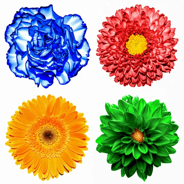 Sor 4 in 1 virágok: piros krizantém, narancssárga gerbera, kék szegfűszeg és piros krizantém virág a elszigetelt fehér — Stock Fotó