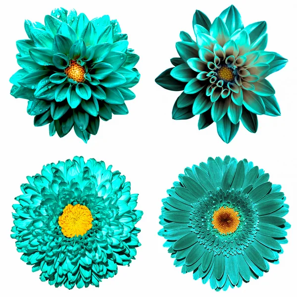 Lot de 4 fleurs surréalistes turquoise en 1 : fleurs de chrysanthème, gerbera et dahila isolées sur blanc — Photo