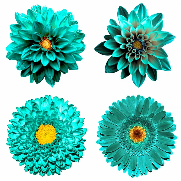 Group of 4 flowers Stock Photos, Royalty Free Group of 4 flowers Images