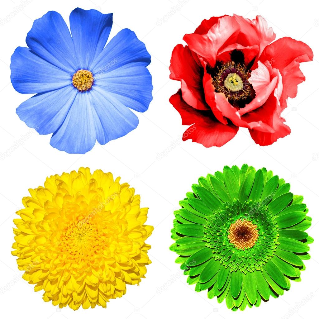Set of 4 in 1 flowers: yellow chrysanthemum, green gerbera, blue primula and red poppy flower isolated on white
