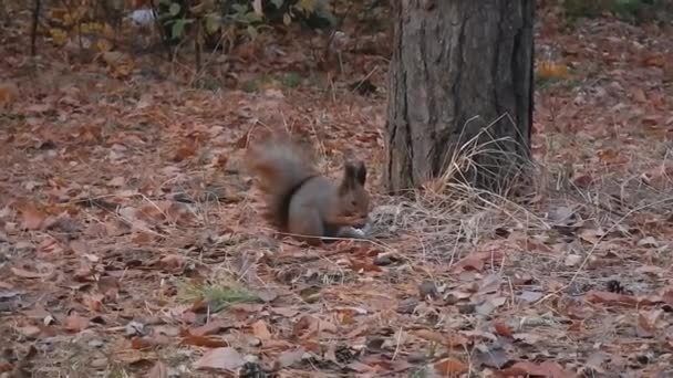 Squirrel in the forest eating nut — Stock Video