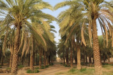 Riyad Suudi Arabistan 'ın altın alacakaranlık güneşinde nüfussuz vaha..