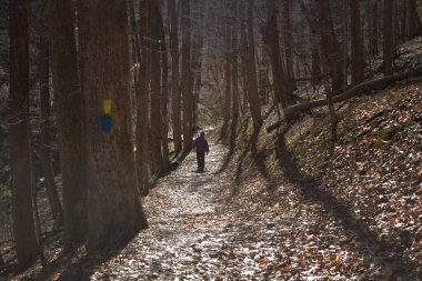 Güneşli bir kış gününde, karanlık ağaçların arasında gölgeli bir adam..